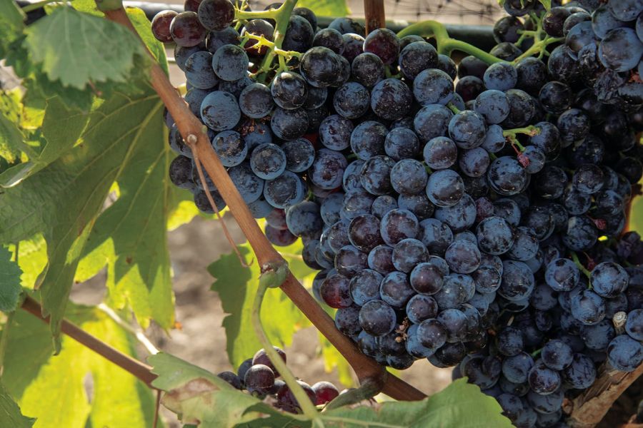 Wct Syrah Grapes C Californiawineinstitute Photobyrobertholmes