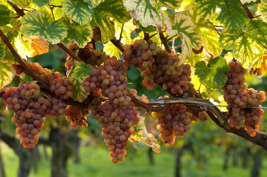 Gewu Rztraminer