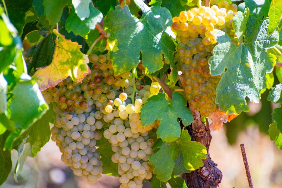 Marsanne