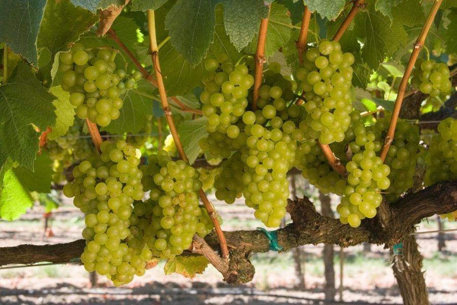 Chardonnay 0013