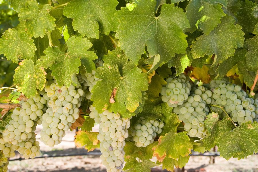 Sauv Blanc8 C Californiawineinsitute