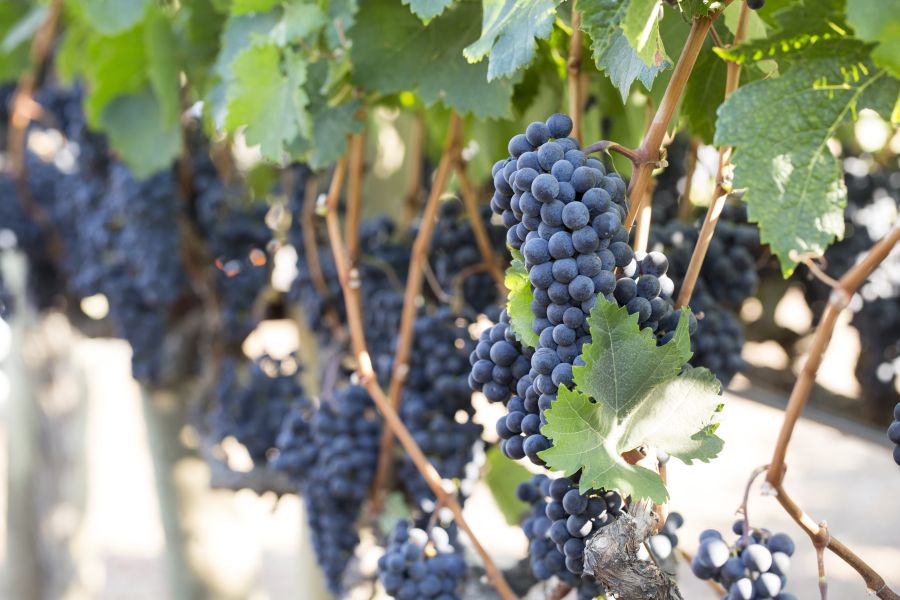 2047 Merlot C Erin Malon Wine Institute