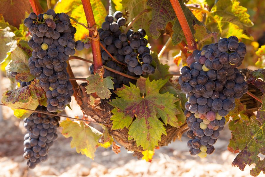 Tempranillo