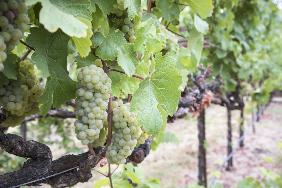 Riesling 42a5400 C Californiawineinstitute