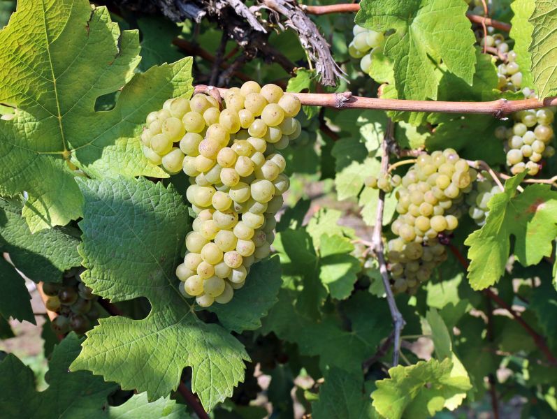 Pinotblanc