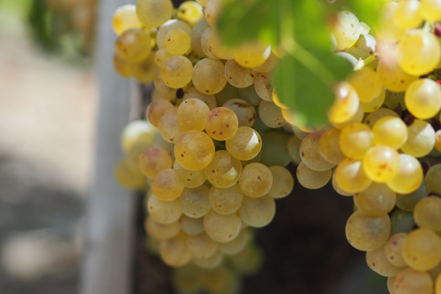 Grenacheblanc