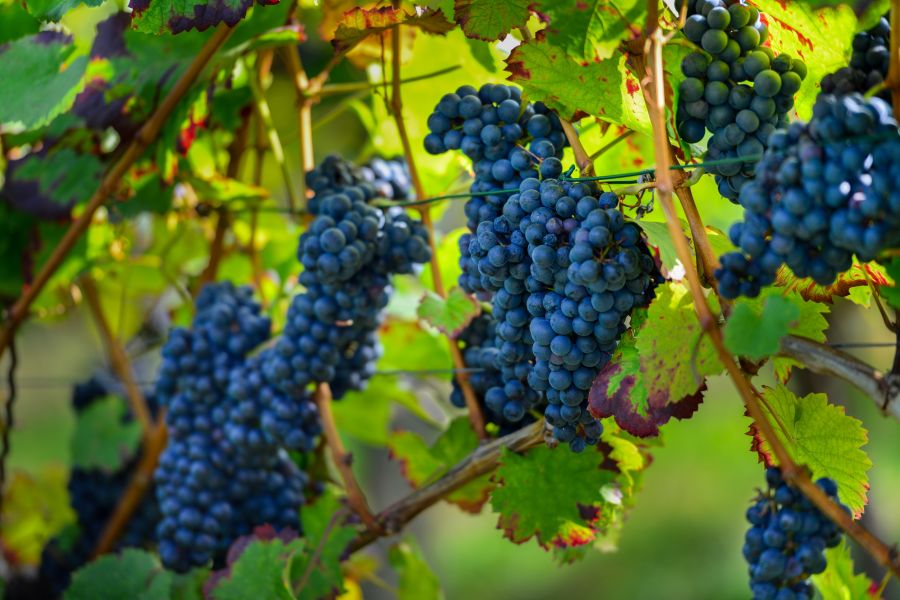 Mourvedre