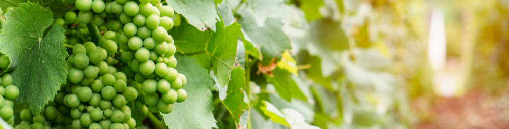 Img Header