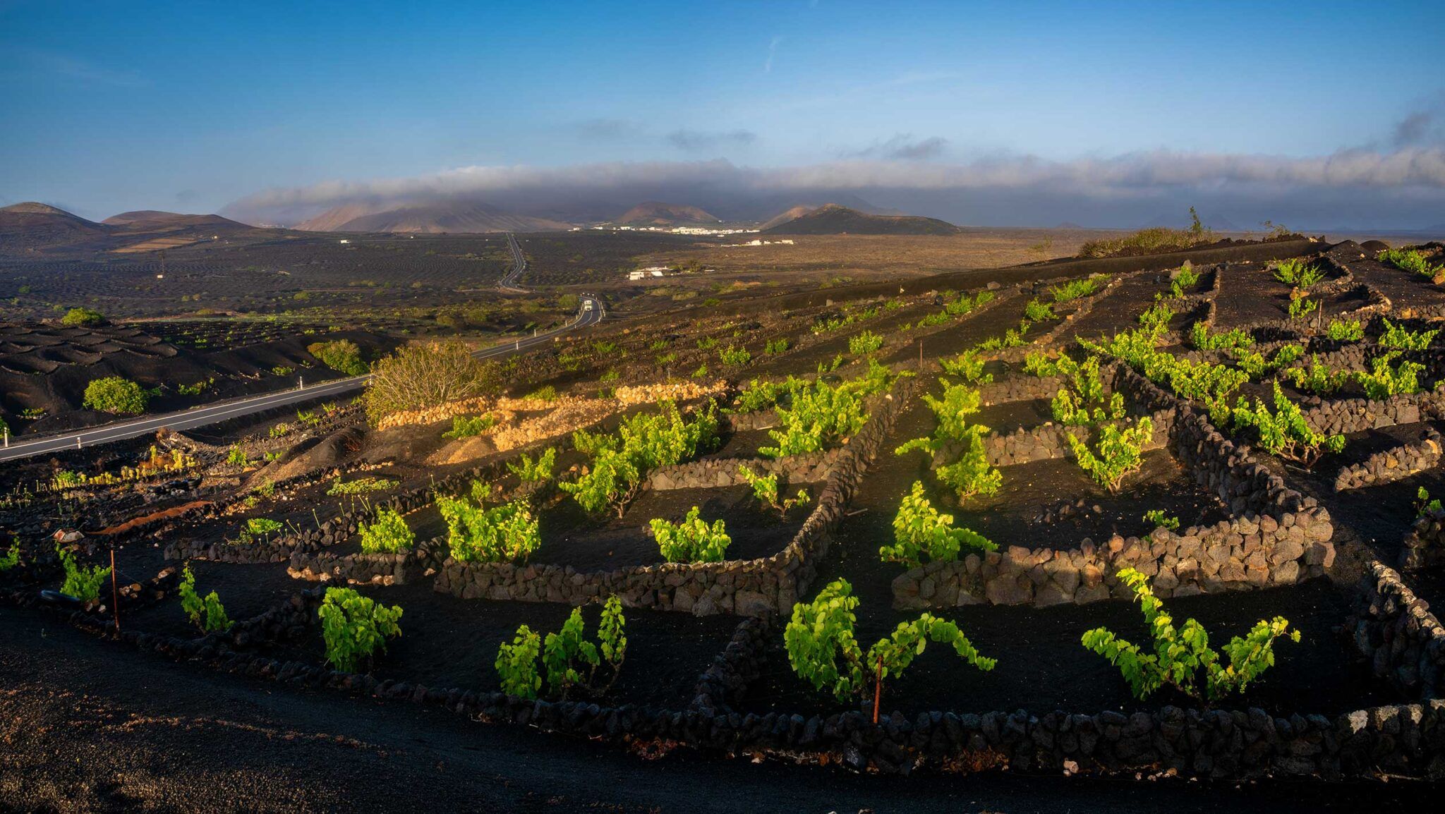 Sfd How Volcanic Soil Actually Impacts Wines Lanzarote The Most Unusual Vineyards In Europe Vine Grows On The Slopes Of Volcanoes Directly On Volcanic Ash Cr Adobestock Hero 2048x1154