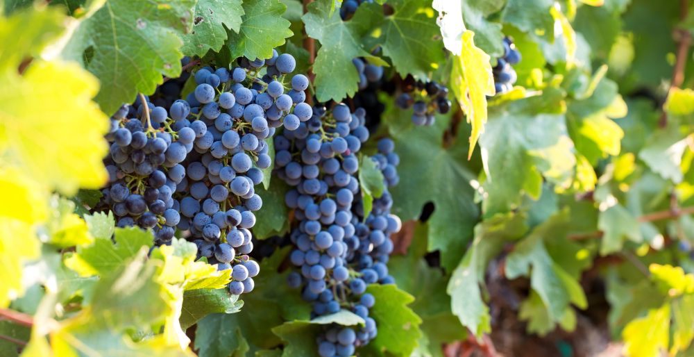 2101 Cabernet C Californiawineinstitute