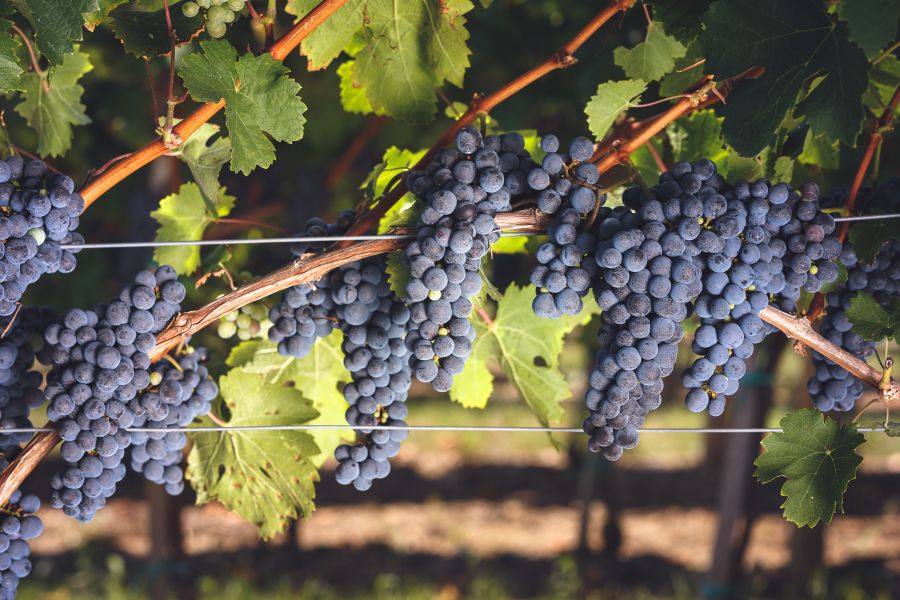 Cabfranc