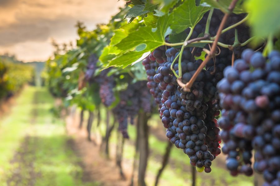 Sangiovese