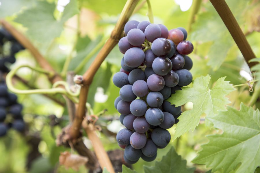 Barbera 42a5444 C Californiawineinstitute