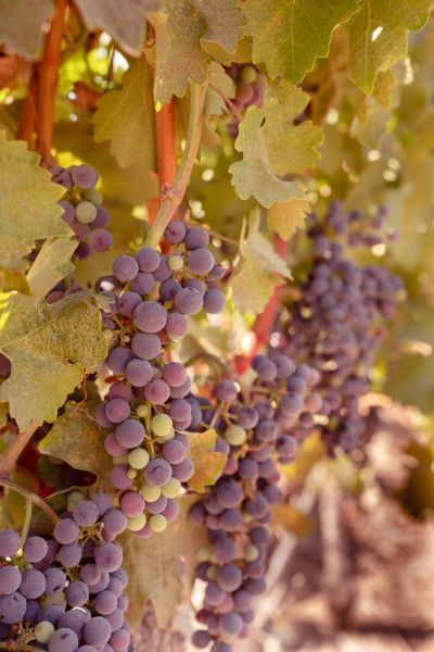 Vinyard3