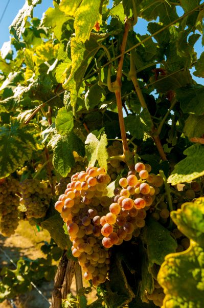 Roussanne 1 