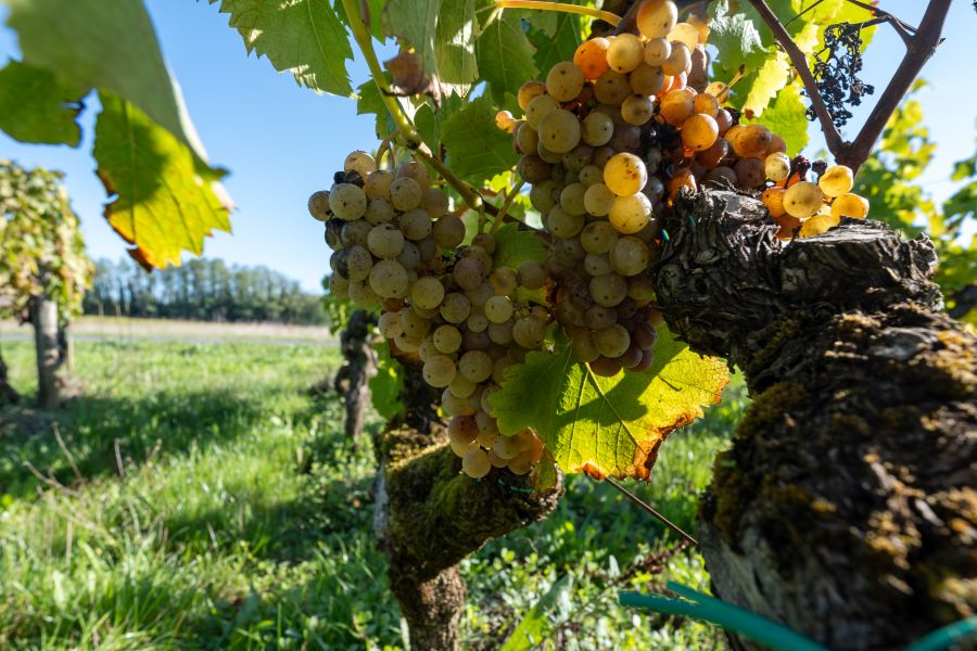 Semillon Jpeg