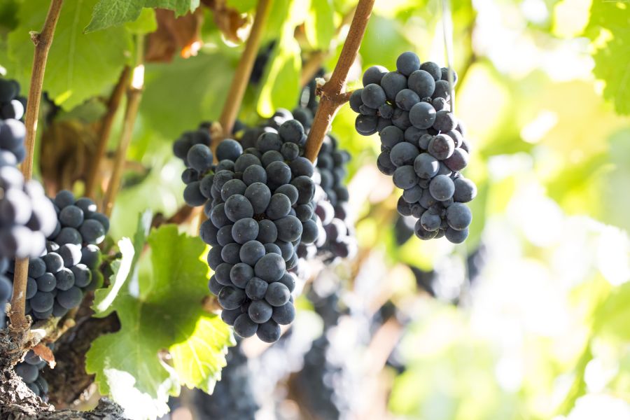 2315 Pinot Noir C Californiawineinstitute