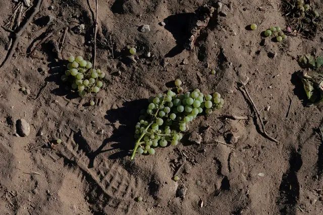 Grape