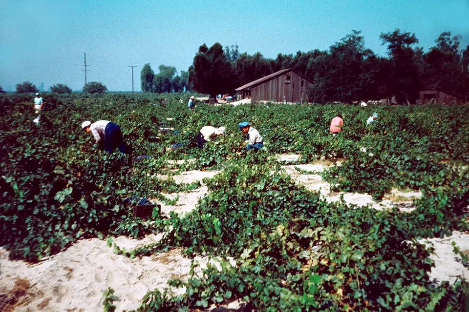 Harvest at hofer